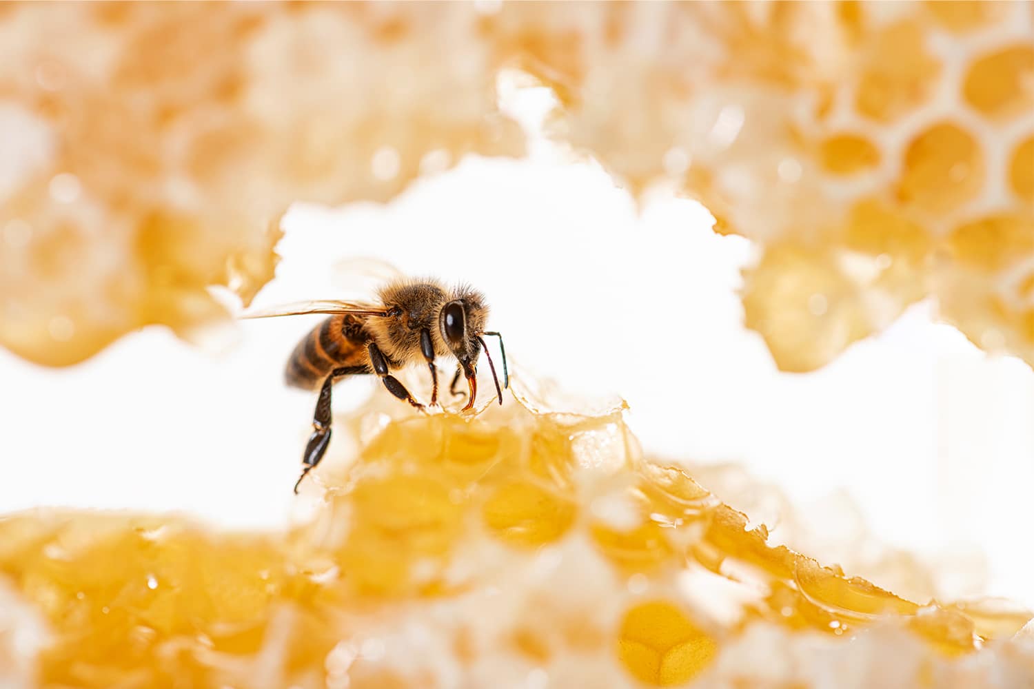 Abeja encima de un panal
