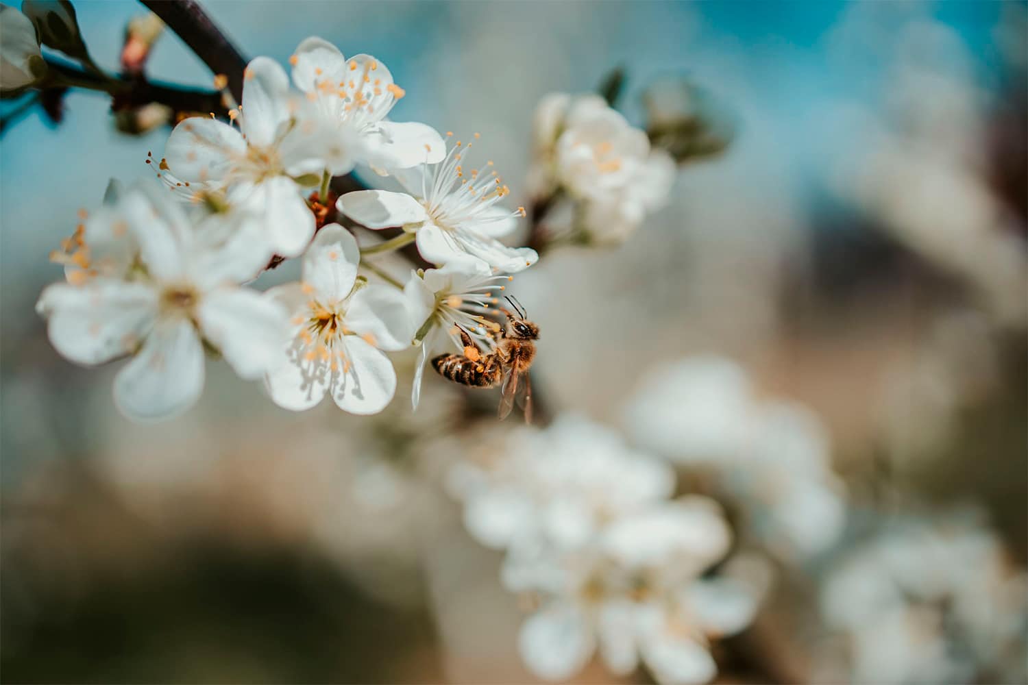 Una abeja sobre una flor